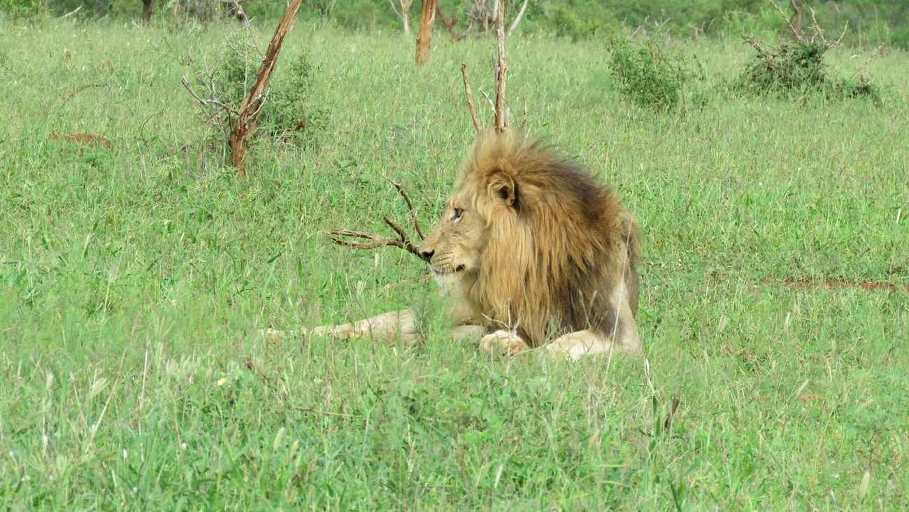 Male lion resting in the green savanna