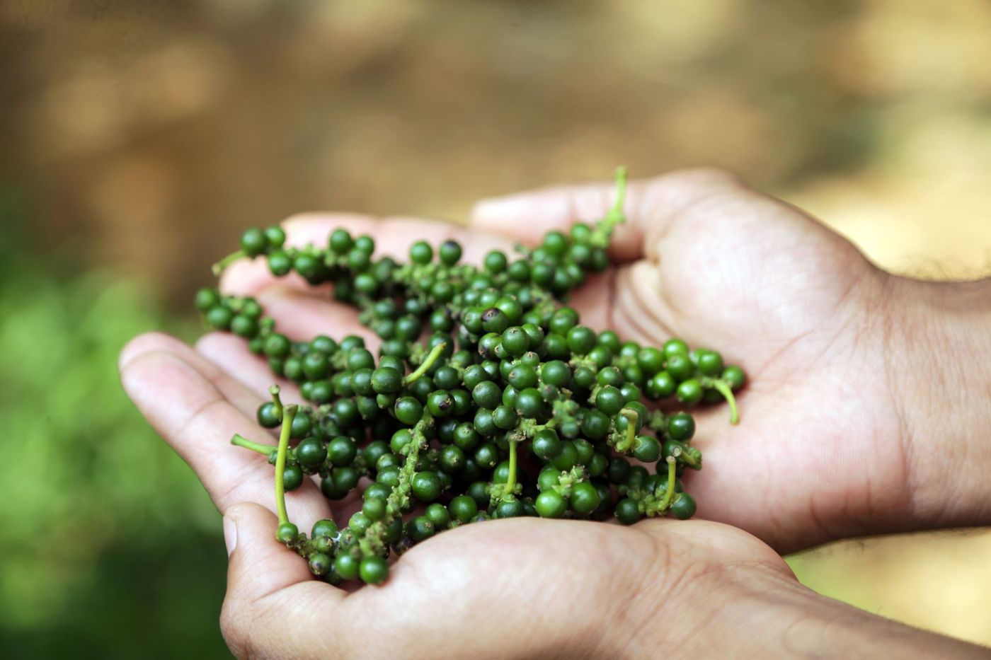 Hands holding fresh green peppercorns at a Zanzibar spice farm